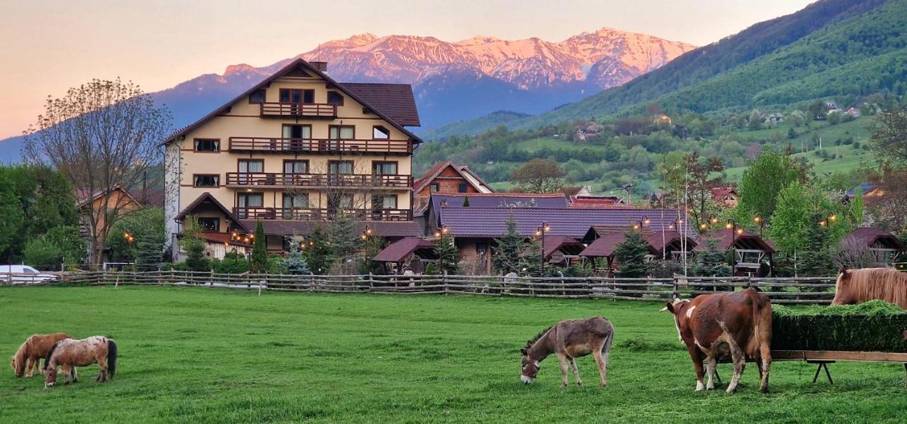 Pensiunea Hora cu Brazi Zărneşti Exterior foto